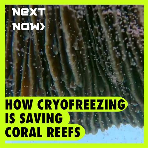 coral new offer|Iba pa.